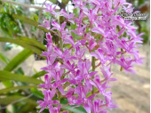 Micropera rostrata - Currlin Orchideen