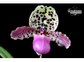 paphiopedilum henryanum currlin orchideen