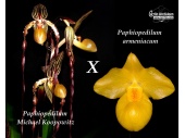 paphiopedilum_michael_koopowitz_x_armeniacum_currlin_orchideen