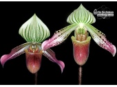 Paphiopedilum urbanianum - Currlin Orchideen