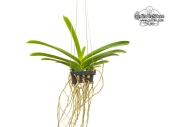 Perreiraara Varachayo (Habitus) - Currlin Orchideen