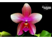 phalaenopsis-liodoro-gro