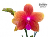 Phalaenopsis Bronze Buddha - Currlin Orchideen