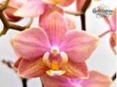 Phalaenopsis Dusty Belle - Currlin Orchideen