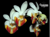 Phalaenopsis lobbii - Currlin Orchideen