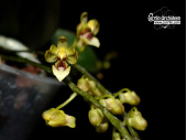 Phalaenopsis mirabilis (Photo Gregor Kleefeld) - Currlin Orchideen