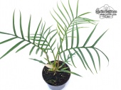 Philodendron tortum - Currlin Orchideen
