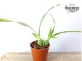 Prosthechea vitellina (Habitus P6) - Currlin Orchideen
