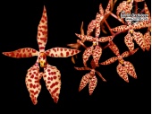 renanthera-monachica-large