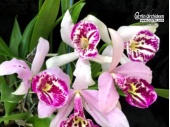 Rhyncholaeliocattleya Tetra Lips - Currlin Orchideen