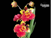 Tolumnia Jairak Flyer 'Cardinal Bird' - Currlin Orchideen