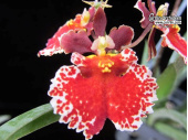 Tolumnia JK Flyer Red Spread - Currlin Orchideen