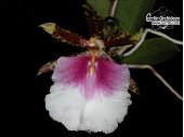 trichocentrum tigrinum currlin orchideen