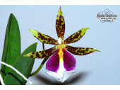 Trichocentrum tigrinum von Currlin Orchideen