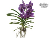 Vanda Aubergine (Habitus) - Currlin Orchideen
