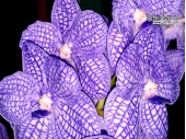 Vanda Chulee Classic - Currlin Orchideen