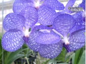 Vanda coerulea 'Blue' (Flowers) - Currlin Orchideen