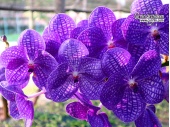 Vanda Jairak Blue Classic - Currlin Orchideen