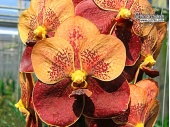 Vanda Jairak Butterfly - Currlin Orchideen
