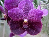 Vanda Robert's Delight 'Purple Black' - Currlin Orchideen