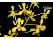 vanda testacea currlin orchideen
