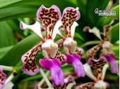 Vanda tricolor var. suavis - Currlin Orchideen