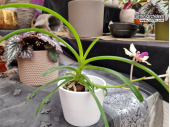 Vanda Whytethorne Charm (Habitus) - Currlin Orchideen
