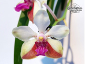 Vanda Whytethorne Charm - Currlin Orchideen