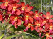 Wairaonara Tango Fire - Currlin Orchideen