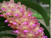 Wuttiphanara Manoonya - Currlin Orchideen