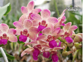 Wuttiphanara Manoonya - Currlin Orchideen