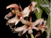 xylobium squalens currlin orchideen