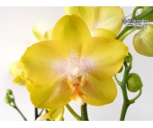 Phalaenopsis Golden Treasure (Currlin Orchideen)
