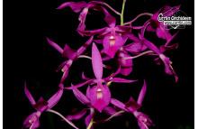barkeria cyclosky gro 940865341