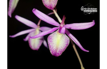 Barkeria naevosa - Currlin Orchideen