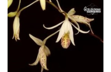 Barkeria obovata - Currlin Orchideen
