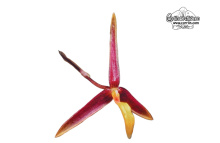 Bulbophyllum denophyllum - Currlin Orchideen