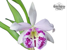 Brassocattleya Taiwan Big Lip - Currlin Orchideen