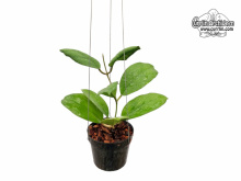 Hoya cv. AH Blue Moon (Habitus) - Currlin Orchideen