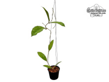 Hoya cv. Alyona (Habitus) - Currlin Orchideen