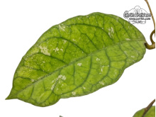 Hoya cv. Alyona (Leaves) - Currlin Orchideen