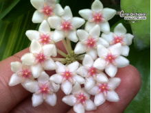 Hoya anulata - Currlin Orchideen