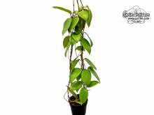 Hoya anulata (Habitus) - Currlin Orchideen