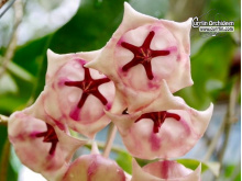Hoya archboldiana 'albomarginata' - Currlin Orchideen