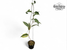 Hoya archboldiana 'albomarginata' (Habitus) - Currlin Orchideen