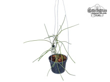 Hoya biruensis (Habitus) - Currlin Orchideen