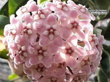 Hoya compacta 'albomarginata' (Flowers) - Currlin Orchideen