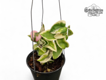Hoya compacta 'albomarginata' (Habitus) - Currlin Orchideen