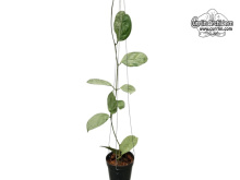Hoya coriacea 'Silver Leaves' (Habitus) - Currlin Orchideen