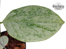 Hoya coriacea 'Silver Leaves' (Leaves) - Currlin Orchideen